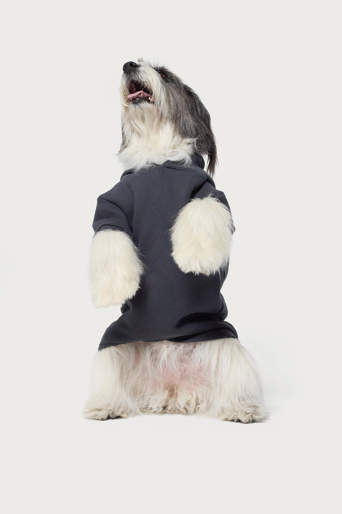 Bonney Bow Pet Hoodie - Image 3