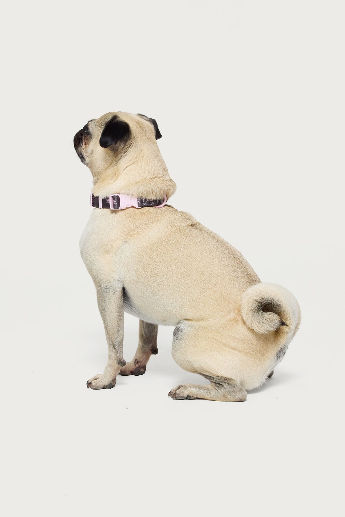 Bonney Bow Pet Collar - Image 3