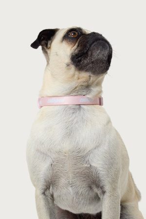 Edikted Pet Collar