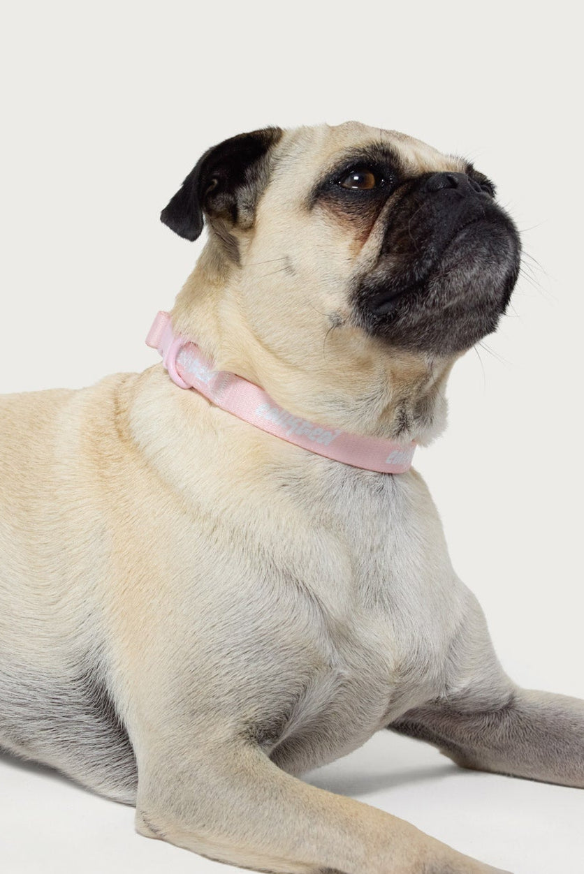 Edikted Pet Collar - Image 2