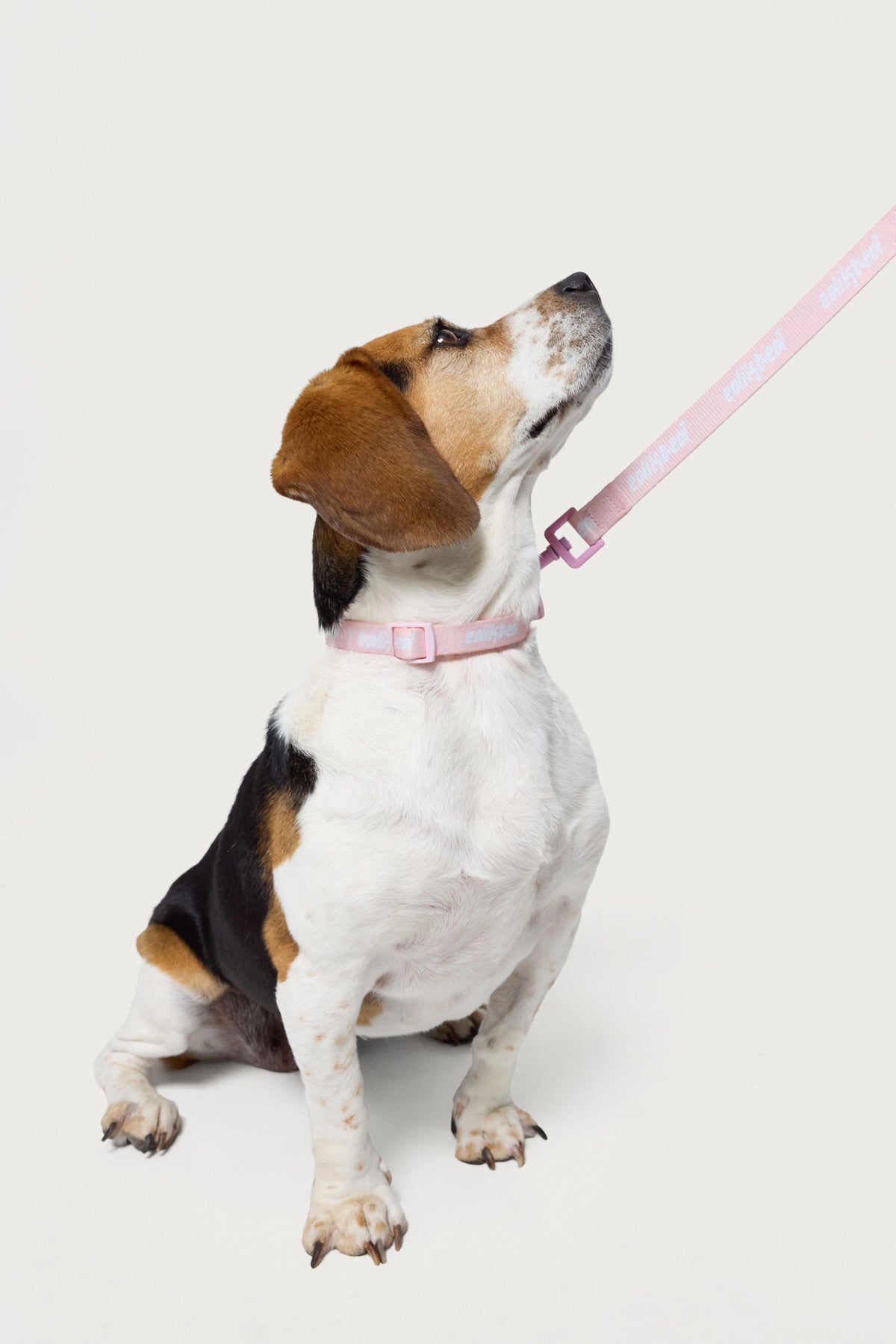 Edikted Pet Collar - Image 4